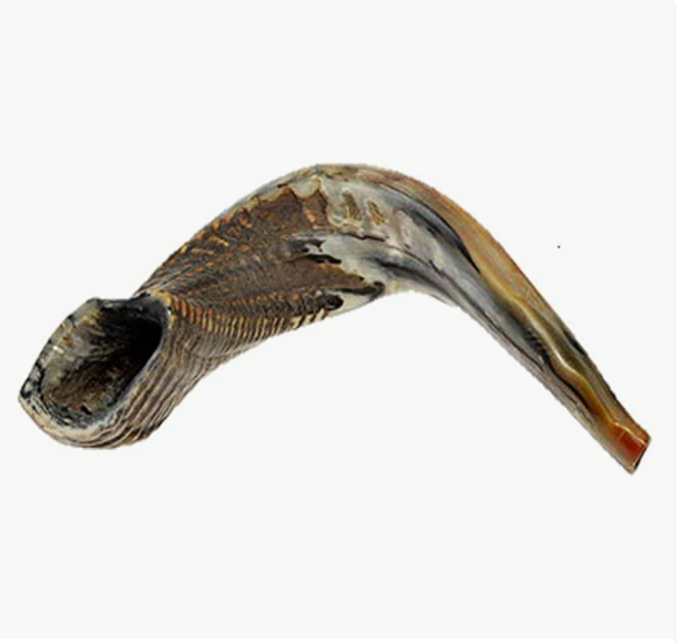 shofar 14-16 pouces